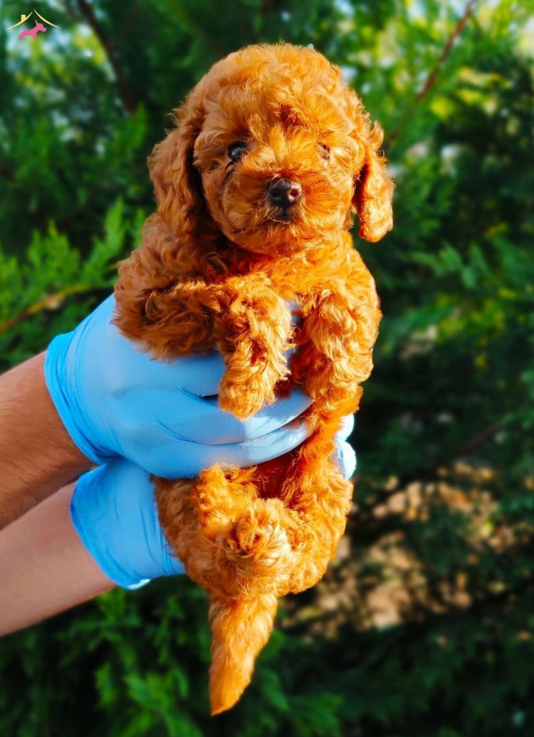 Японский карликовый пудель