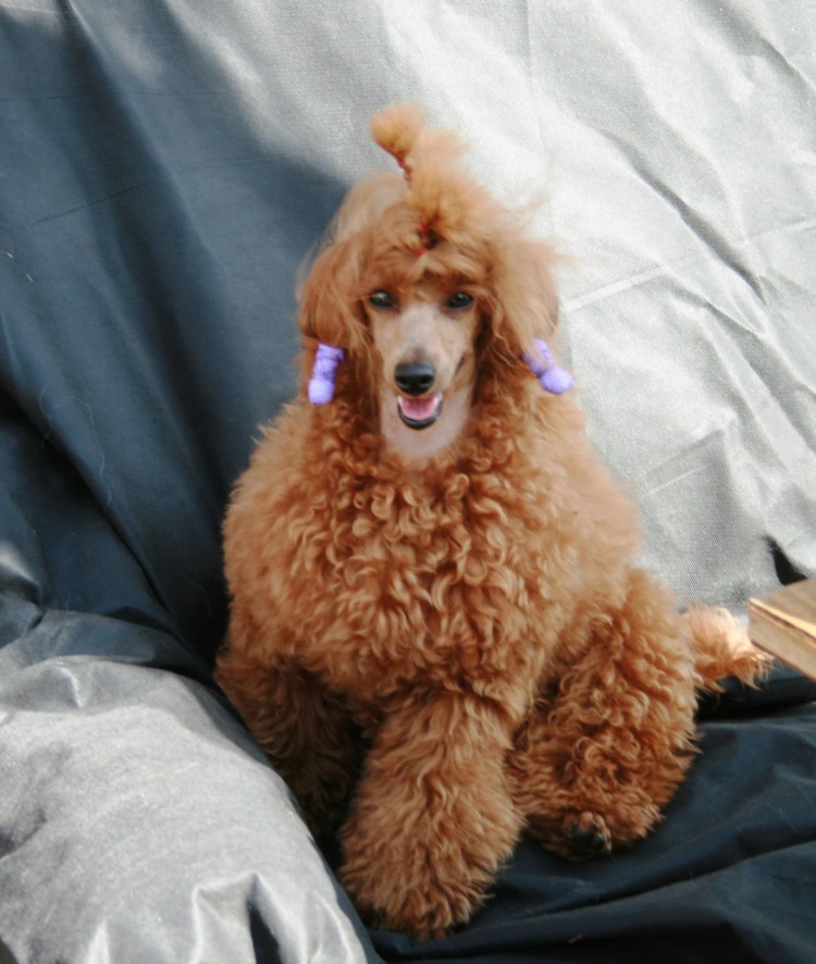 Японский пудель Этери