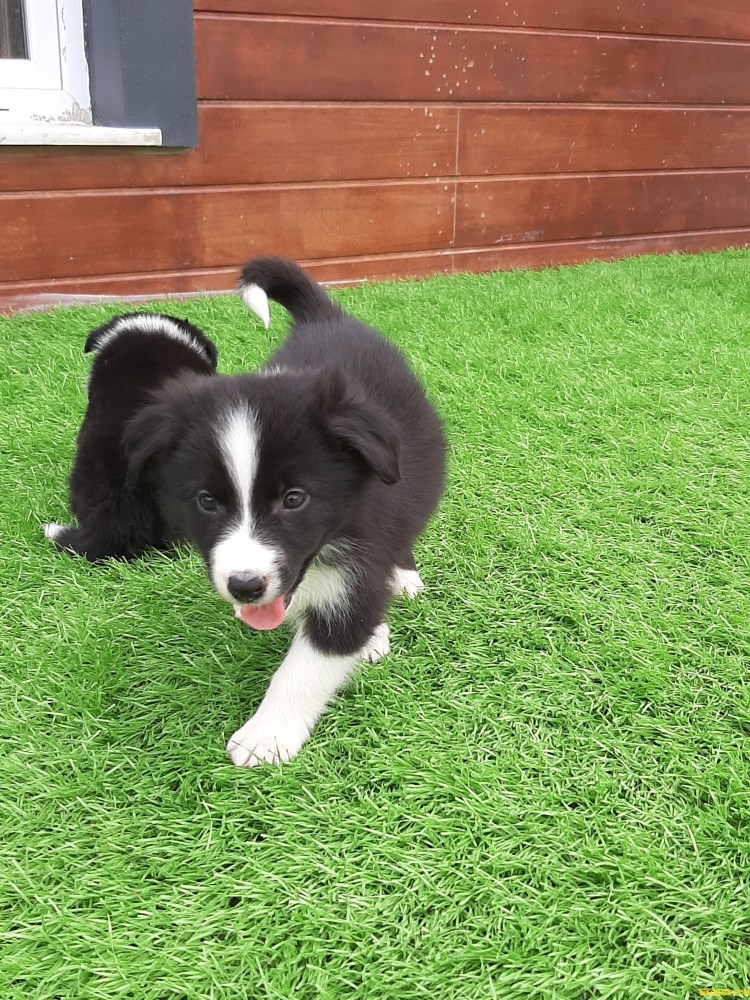 Метис аусси