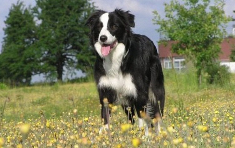 Аусси черный Триколор