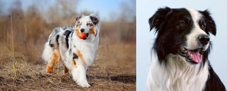 Как сделать ушки бордер колли стоячими