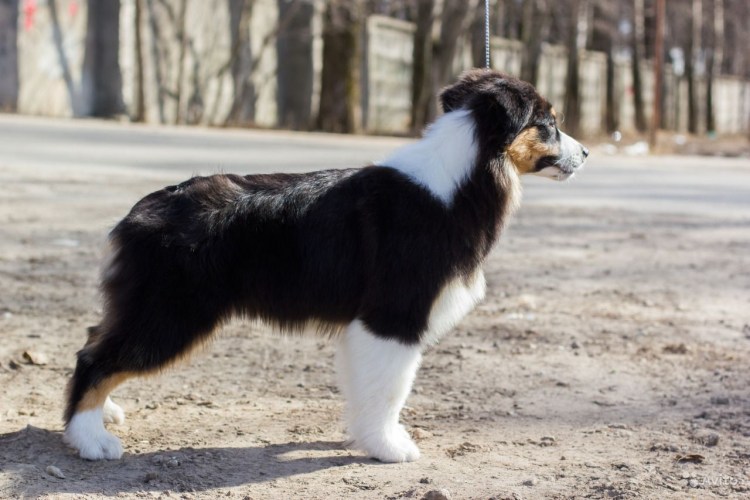 Фото собаки Джесси