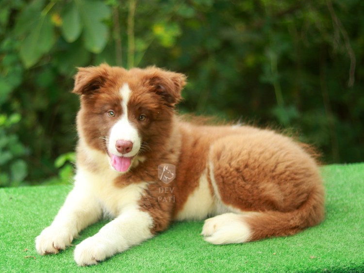 Австралийская овчарка Блю Мерль