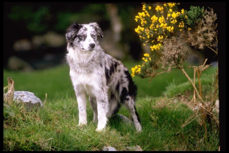 Австралийская овчарка мраморная