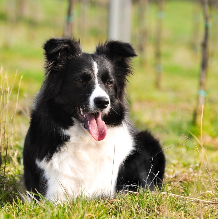 Бордер колли трехцветная