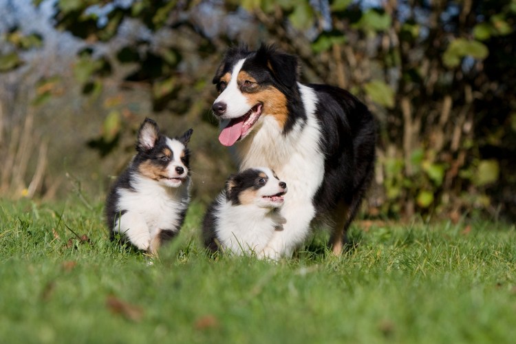 Бордер колли черри