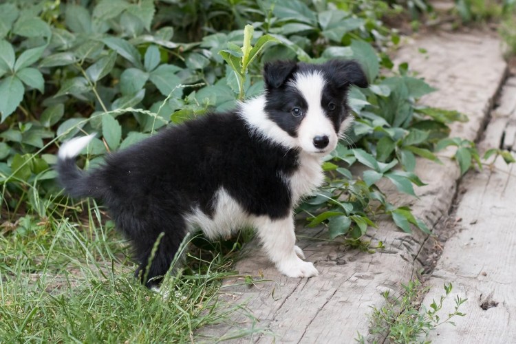 Австралийская овчарка Бесхво