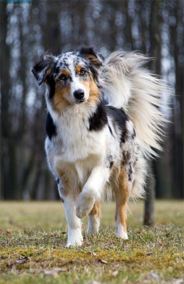 Австралийская пастушья овчарка