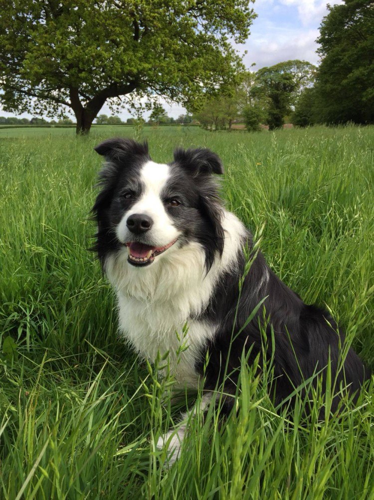 Колли австралийская овчарка