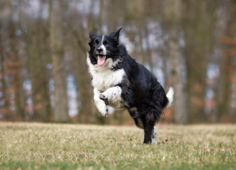 Кеннет колли