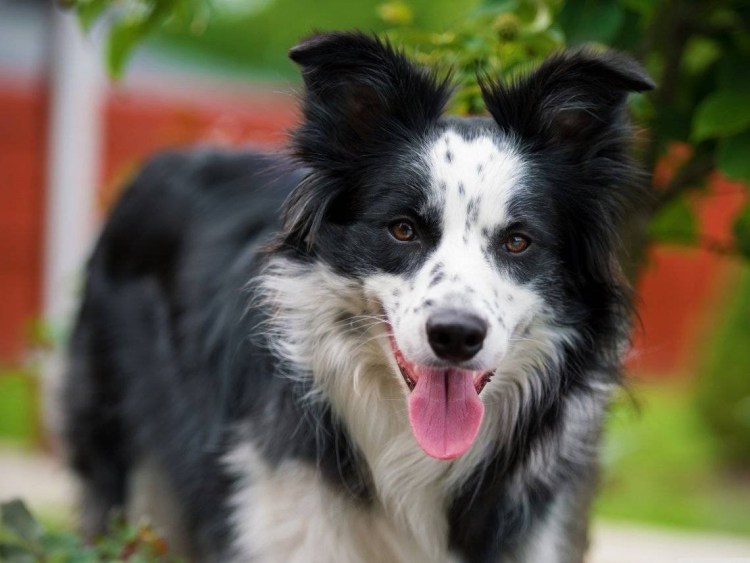 Аусси австралийская овчарка