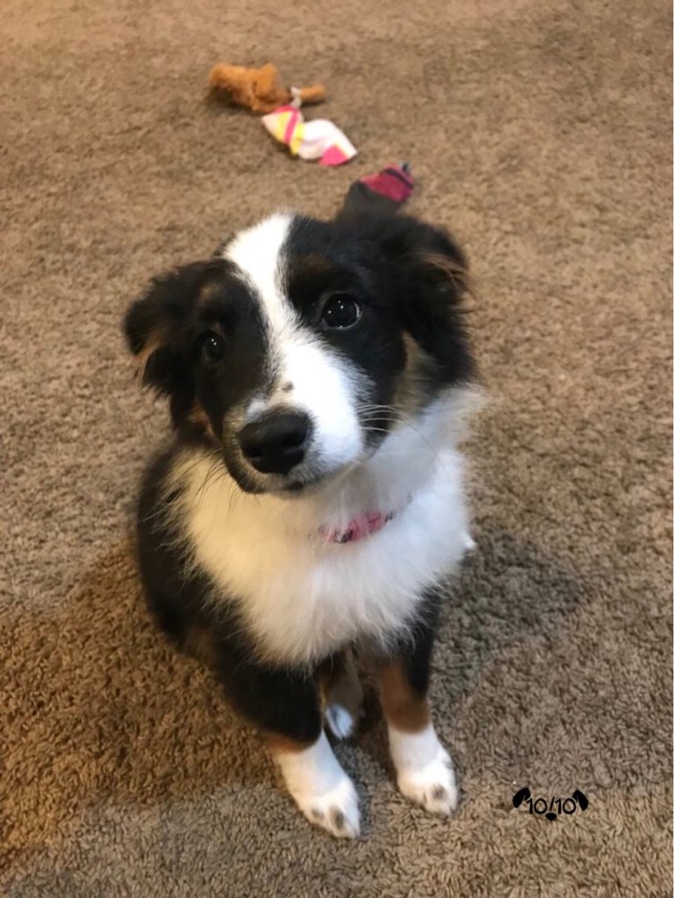 Порода бордер колли