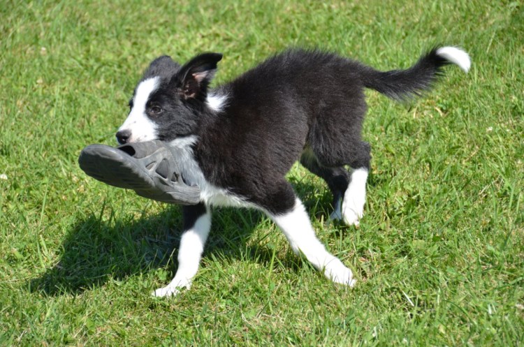 Аусси австралийская овчарка