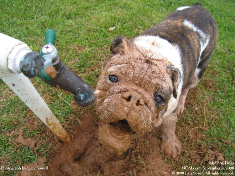 Собака блюет белой пеной