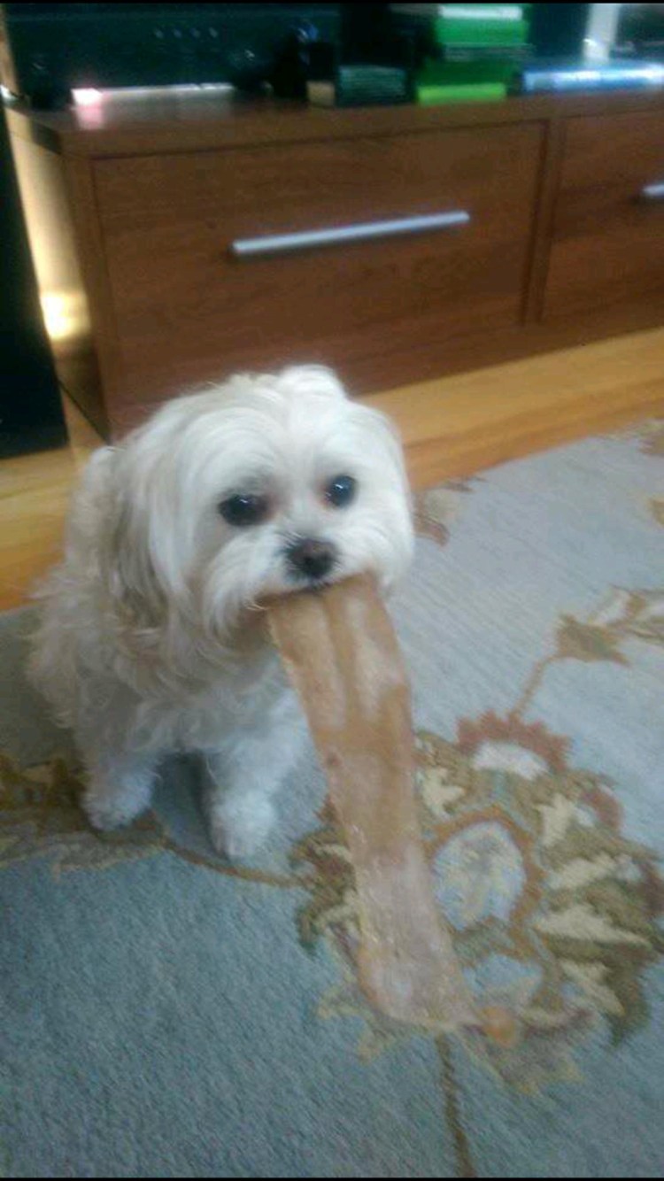 Собака кашляет