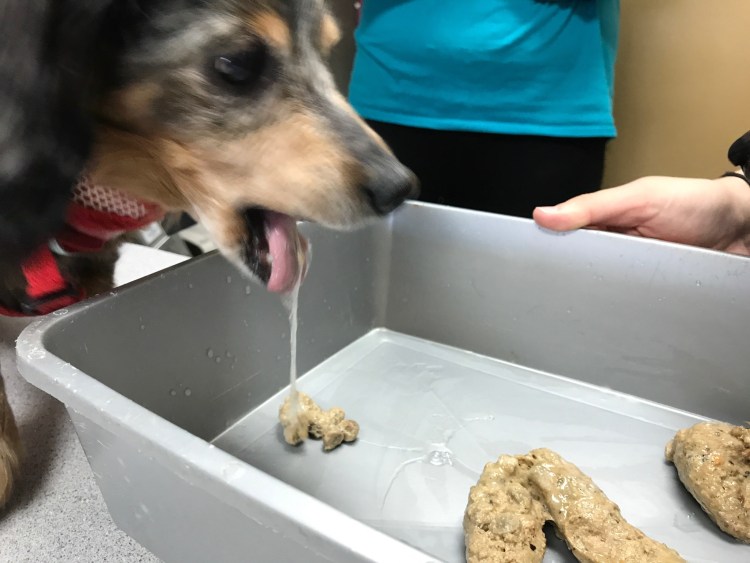 Собака рыгает коричневой