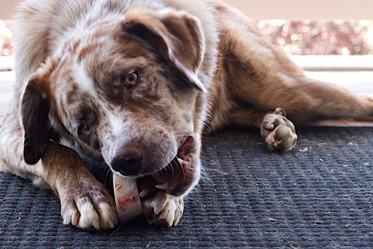 Что делать если собака рыгает зеленым