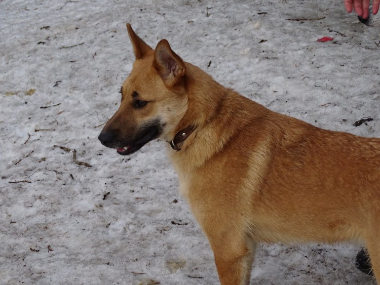 Метис малинуа и немецкой овчарки