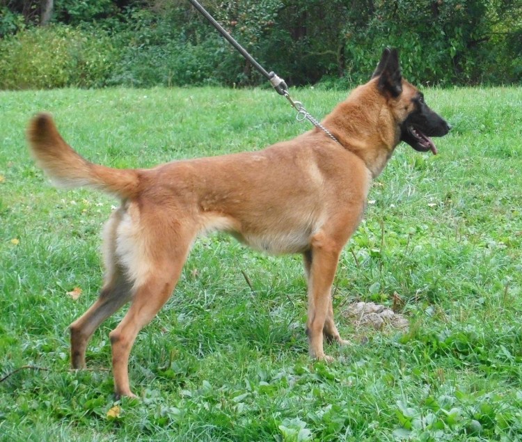 Метис Карело-финской лайки