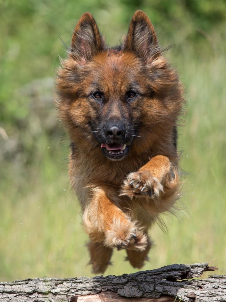 Собака овчарка немецкая добрая