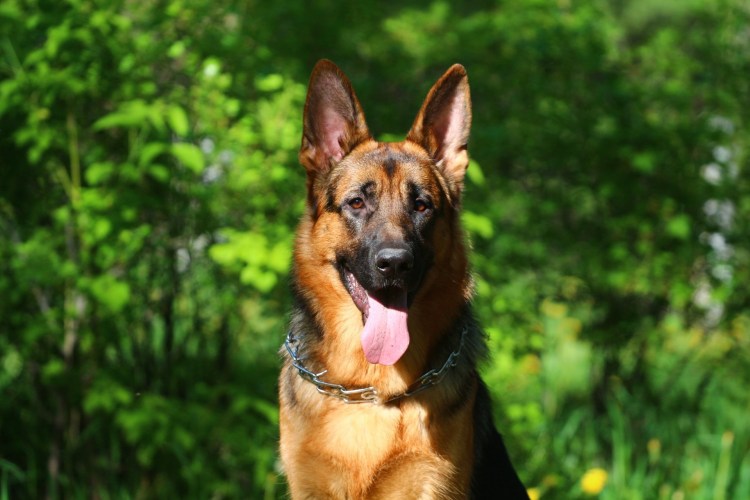 Бельгийская овчарка рыжая