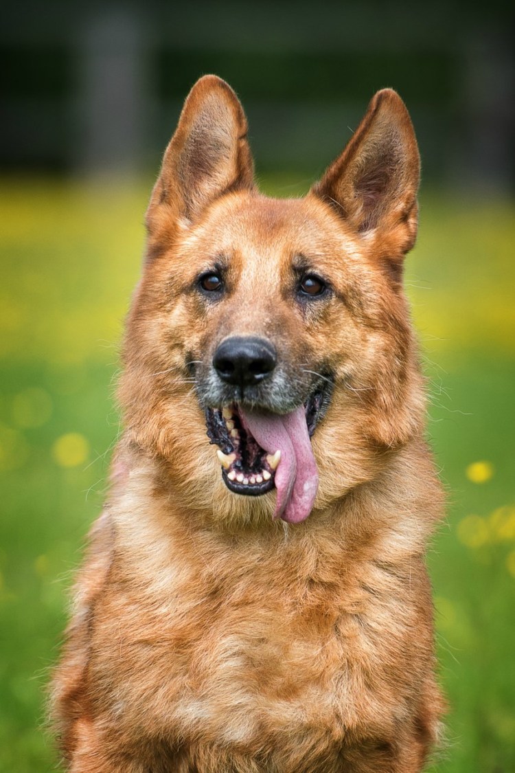 Большие овчарки