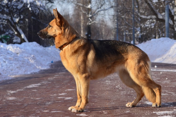 Рыжая овчарка порода
