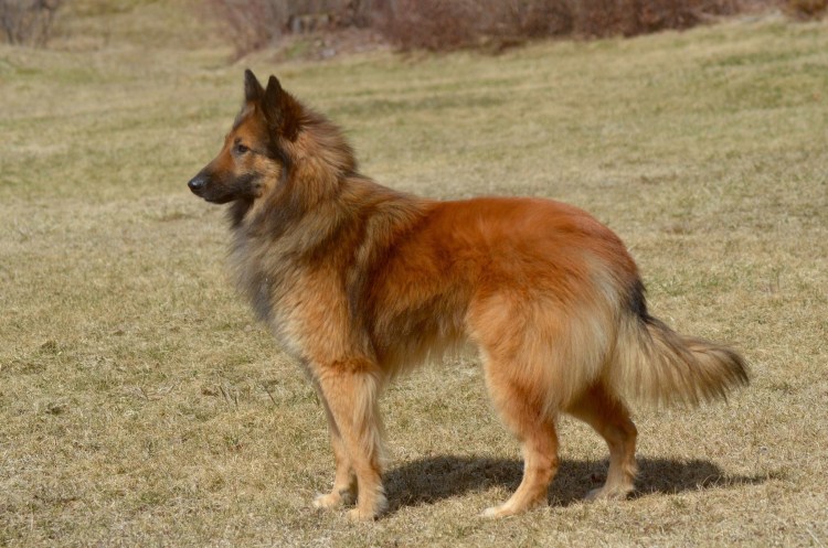 Канадская овчарка рыжая