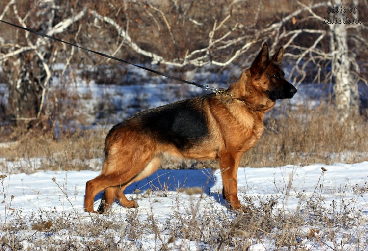 Рыжая овчарка порода