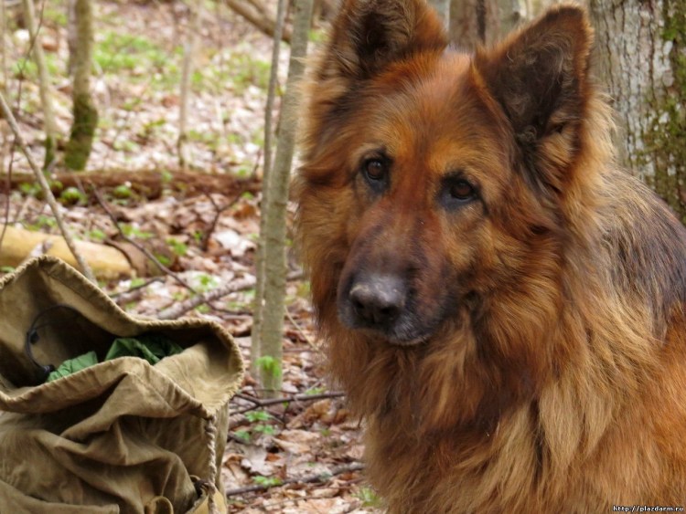 Рыжая овчарка