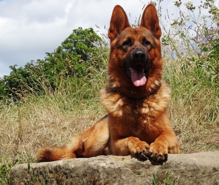 Баскская овчарка Баскская пастушья