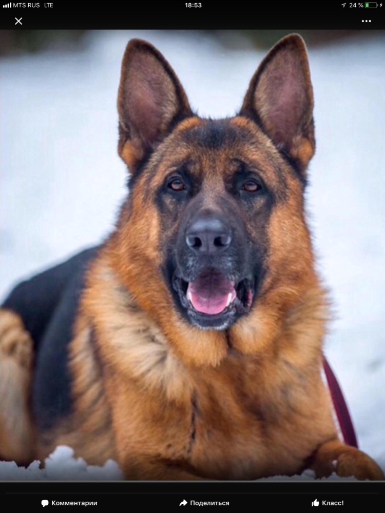 Овчарка гладкошерстная рыжая