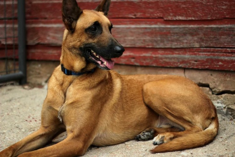 Немецкая овчарка темно чепрачного окраса