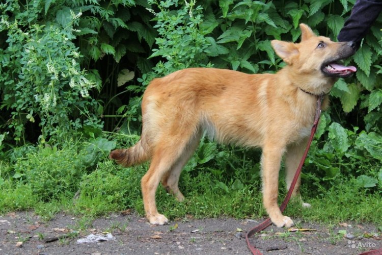 Бельгийская овчарка рыжая