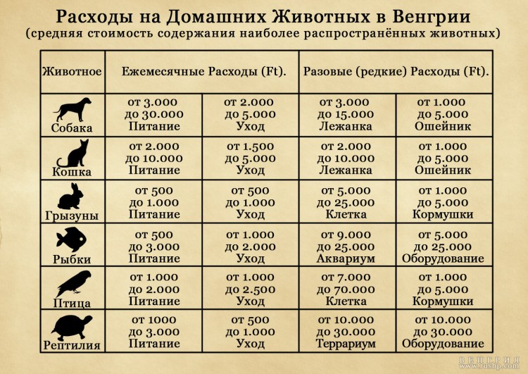 Инфографика собаки