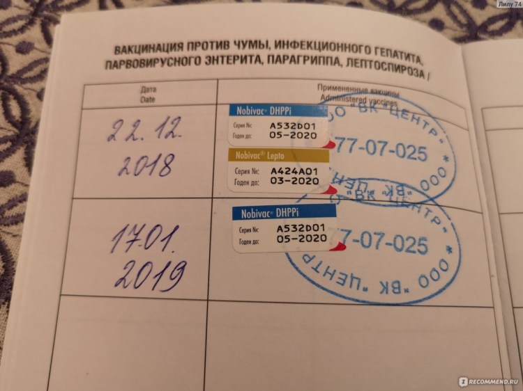 Вакцинация щенков той терьера схема