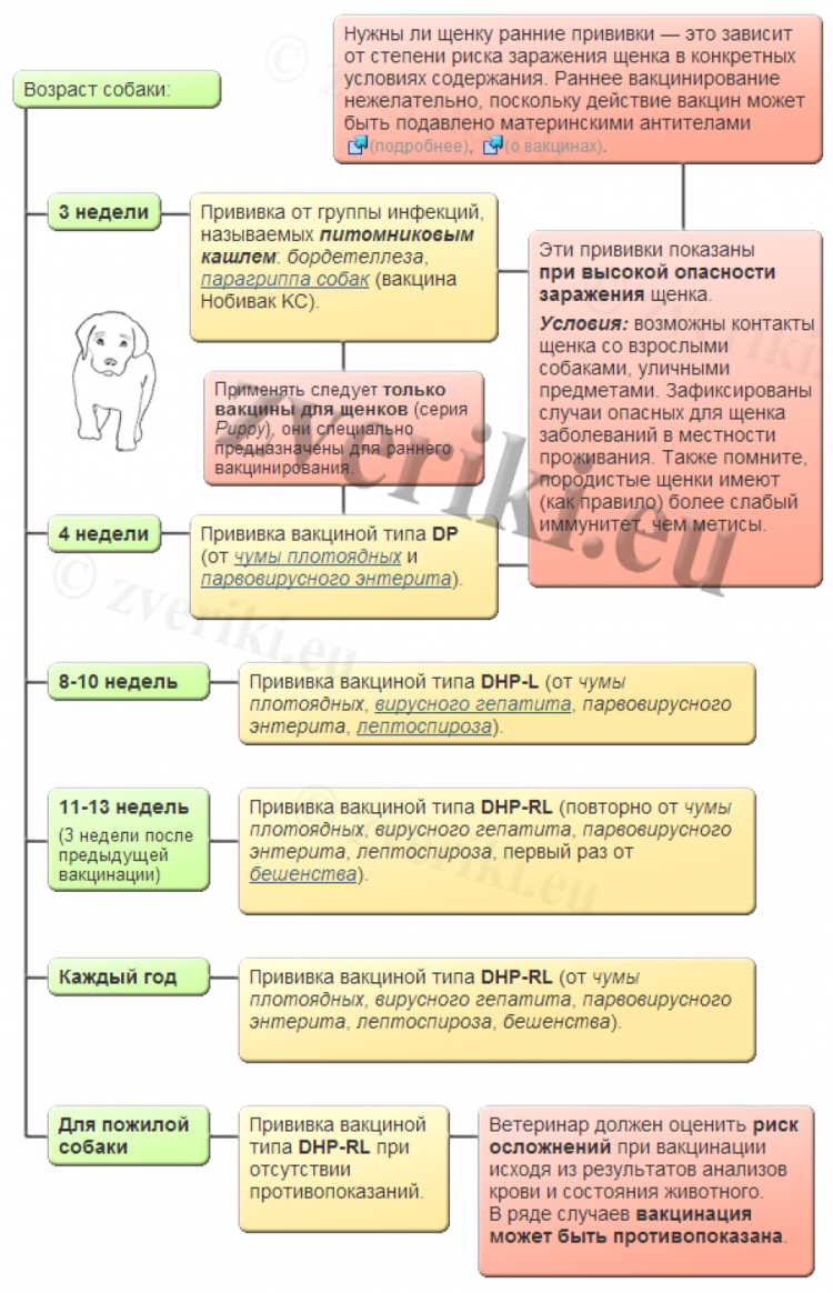 Как будет на собачьем перевод можно щенка посмотреть