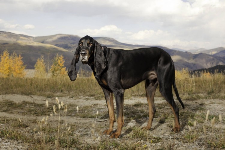 Ищейка бладхаунд (гончая)
