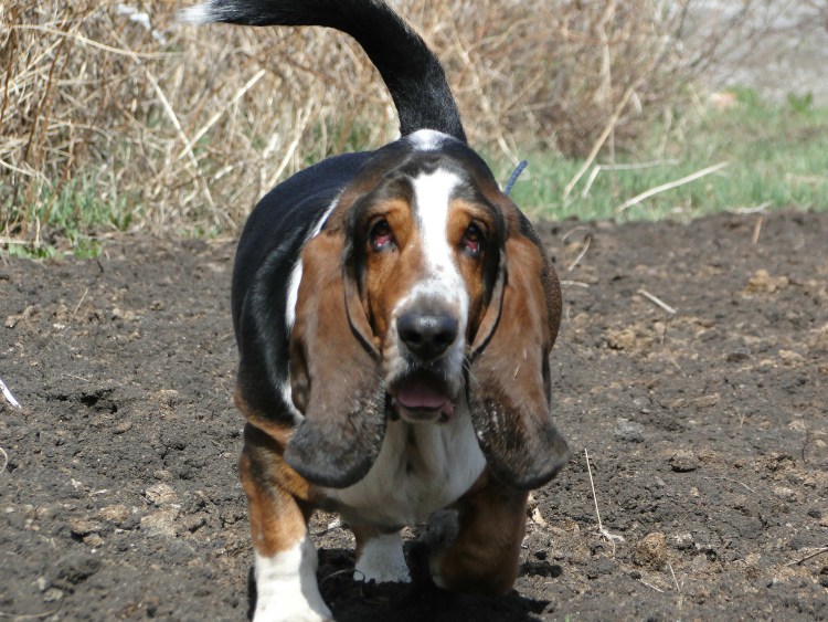 Ирландский волкодав и волк