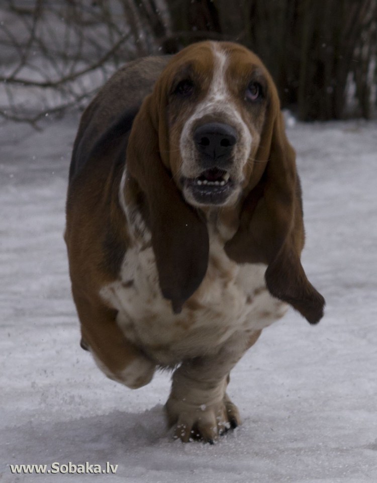 Хаунд Баскервилей