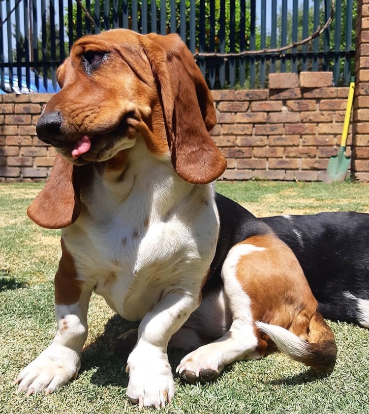 Королевский дог рост