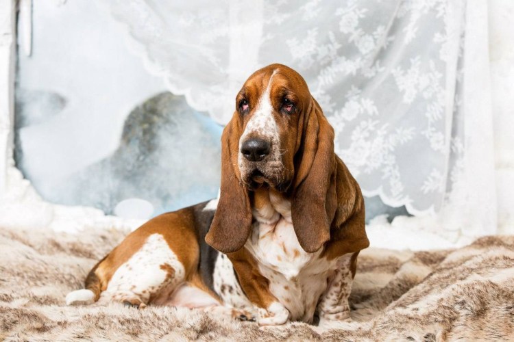 Собака хаунд большой