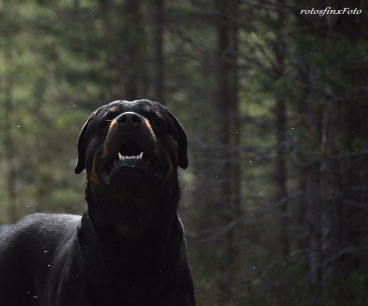 Хаунд собака Баскервилей