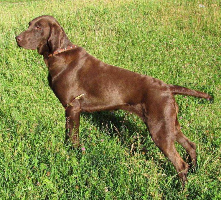 Немецкая гончая Курцхаар