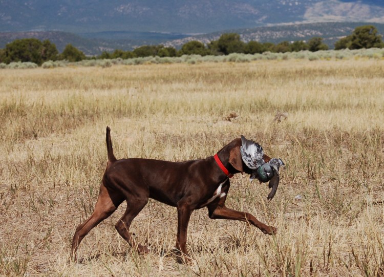 Немецкий Пойнтер шоколадный