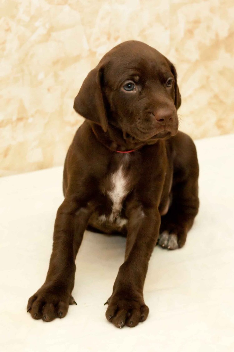 Сеттер Пойнтер Курцхаар