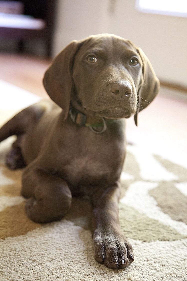 Курцхаар вейтпуллинг