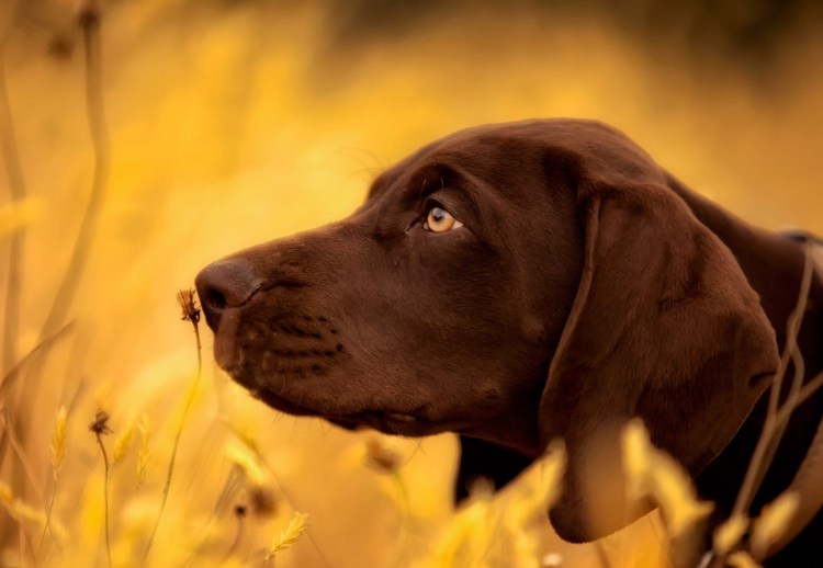 Курцхаар чемпион