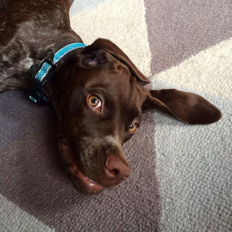 • Сплошной кофейный Курцхаар