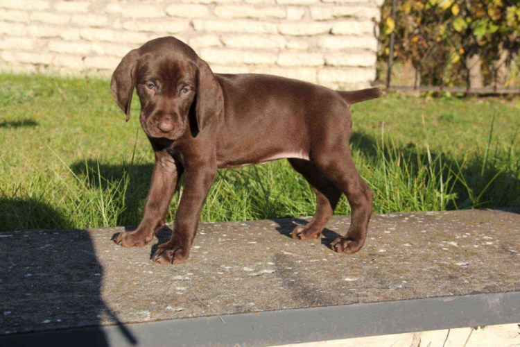 Немецкий Пойнтер Курцхаар